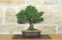 3 - Bonsai di Pino Nero Thunbergii Kotobukii (1)