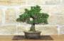 4 - Bonsai di Pino Nero Thunbergii Kotobukii (1)