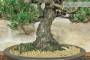 5 - Bonsai di Pino Nero Thunbergii Kotobukii (1)