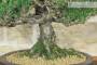 6 - Bonsai di Pino Nero Thunbergii Kotobukii (1)