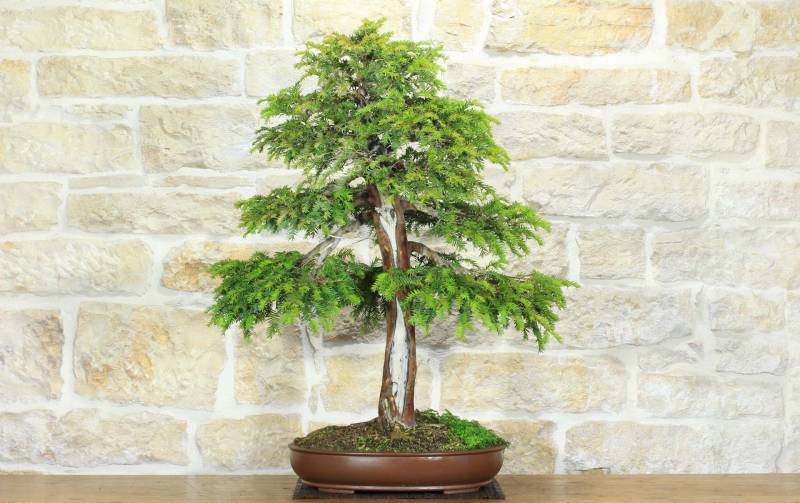 1 - Bonsai di Tasso (10)