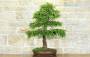 3 - Bonsai di Tasso (10)