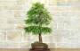 4 - Bonsai di Tasso (10)