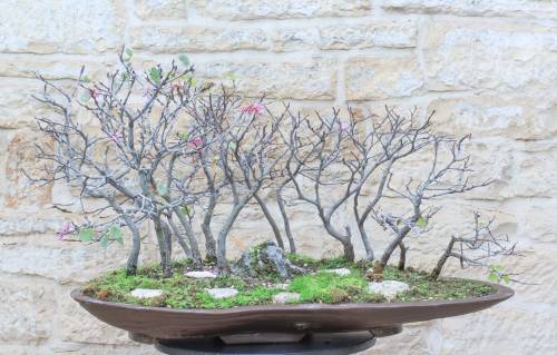 1 - Boschetto di Cercis - Albero di Giuda (72)