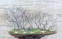 1 - Boschetto di Cercis - Albero di Giuda (72)