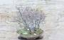 2 - Boschetto di Cercis - Albero di Giuda (72)