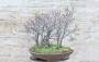 4 - Boschetto di Cercis - Albero di Giuda (72)