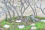 5 - Boschetto di Cercis - Albero di Giuda (72)