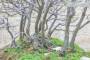 6 - Boschetto di Cercis - Albero di Giuda (72)