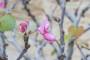 8 - Boschetto di Cercis - Albero di Giuda (72)