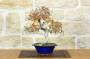 1 - Bonsai di Carpino Coreano (14)