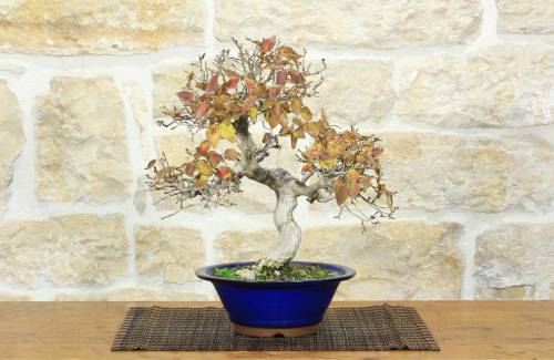1 - Bonsai di Carpino Coreano (14)