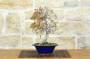 2 - Bonsai di Carpino Coreano (14)