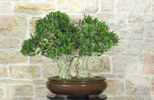 1 - Bonsai di Mirto Microphylla (51)