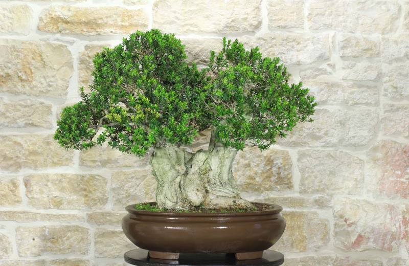 1 - Bonsai di Mirto Microphylla (51)