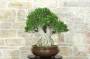 2 - Bonsai di Mirto Microphylla (51)
