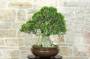 4 - Bonsai di Mirto Microphylla (51)