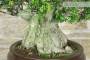 8 - Bonsai di Mirto Microphylla (51)