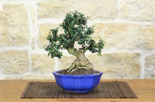 1 - Bonsai di Olivastro (276)
