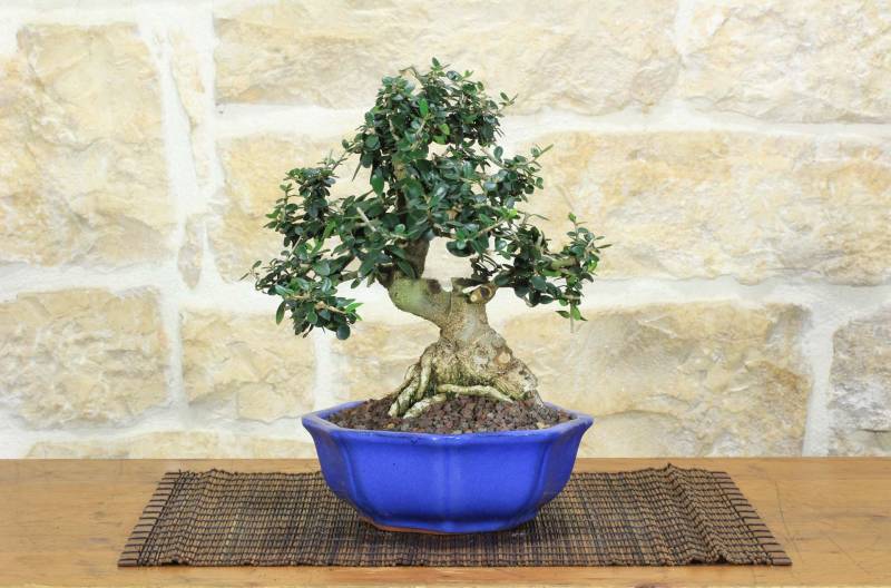 1 - Bonsai di Olivastro (276)