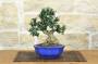 1 - Bonsai di Olivastro (276)