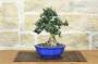 2 - Bonsai di Olivastro (276)