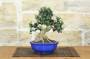 3 - Bonsai di Olivastro (276)