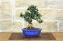 4 - Bonsai di Olivastro (276)