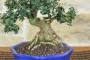 5 - Bonsai di Olivastro (276)