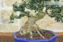 6 - Bonsai di Olivastro (276)