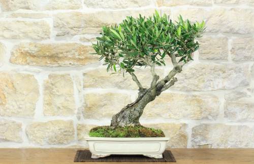 1 - Bonsai di Olivo (181)