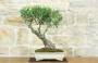3 - Bonsai di Olivo (181)