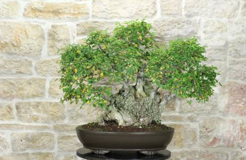 1 - Bonsai di Olmo Campestre (59)
