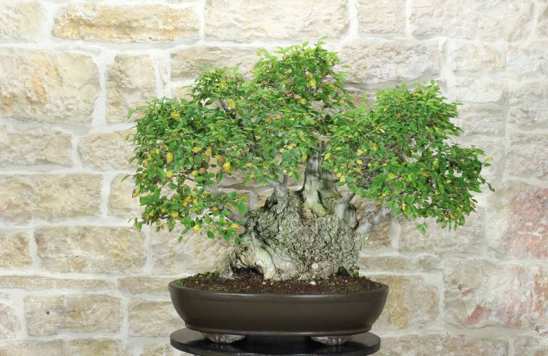 1 - Bonsai di Olmo Campestre (59)