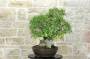 2 - Bonsai di Olmo Campestre (59)