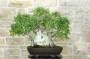 3 - Bonsai di Olmo Campestre (59)
