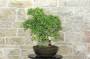 4 - Bonsai di Olmo Campestre (59)