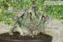 5 - Bonsai di Olmo Campestre (59)
