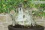 6 - Bonsai di Olmo Campestre (59)