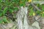 7 - Bonsai di Olmo Campestre (59)