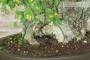 9 - Bonsai di Olmo Campestre (59)