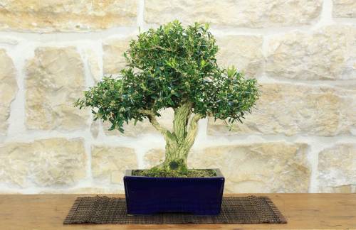 1 - Bonsai di Bosso Harlandii (26)