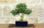 1 - Bonsai di Bosso Harlandii (26)
