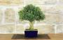 2 - Bonsai di Bosso Harlandii (26)