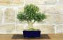 3 - Bonsai di Bosso Harlandii (26)