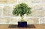 4 - Bonsai di Bosso Harlandii (26)