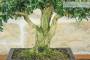 5 - Bonsai di Bosso Harlandii (26)