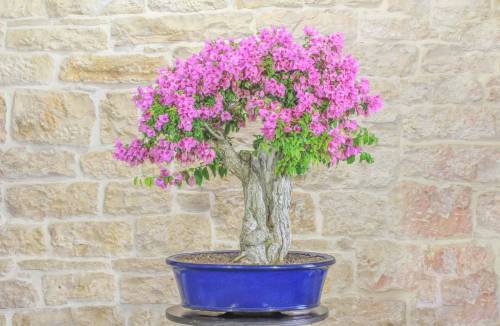 Bonsai di Bougainvillea Sanderiana (131)