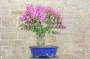 4 - Bonsai di Bougainvillea Sanderiana (131)