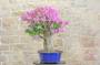 5 - Bonsai di Bougainvillea Sanderiana (131)